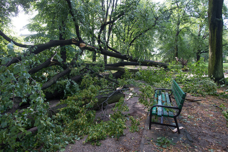 Žena na koju je palo drvo u Central parku traži 200 miliona $ odštete