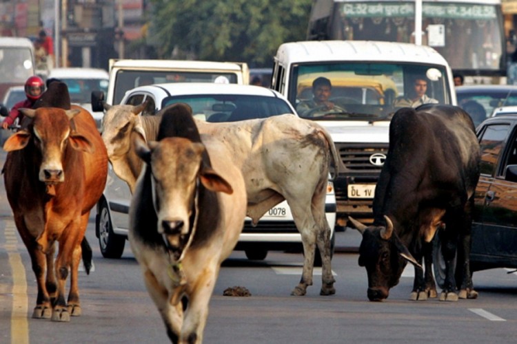 U Indiji uveden porez za dobrobit krava lutalica